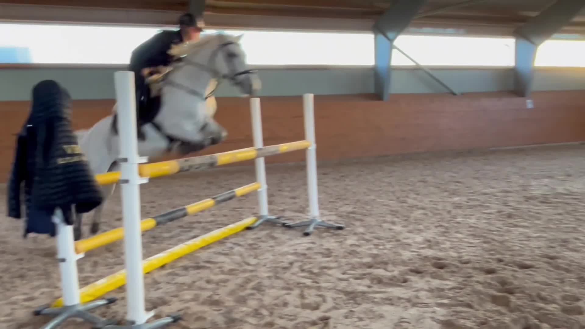 Hoppning hästar till salu: Hjärtat - Video 2