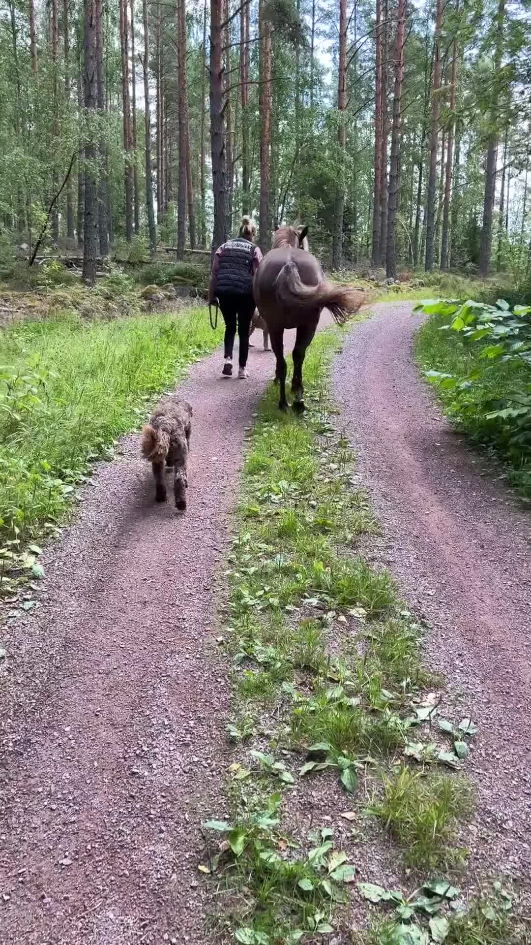 Allround hästar till salu: Aegidenberger  i Vattholma - Video 1