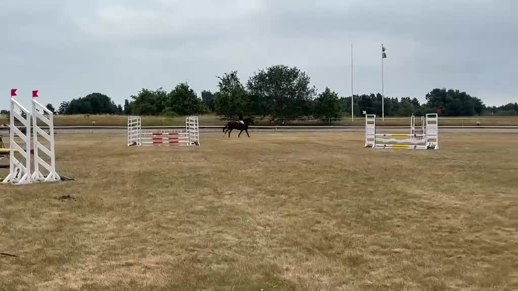 Allround hästar till salu: Charmig New Forest valack - Video 1