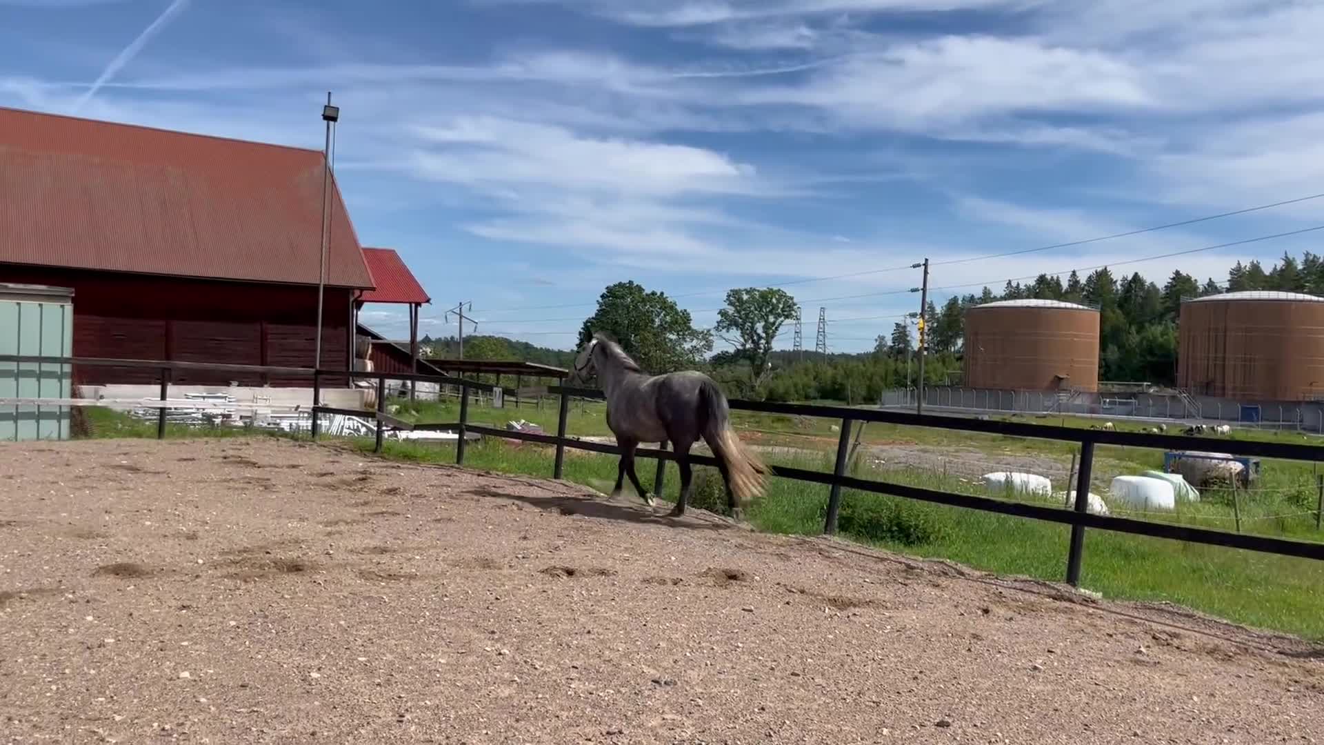 Allround hästar till salu: Svenskfödd connemara med fin stamtavla - Video 2
