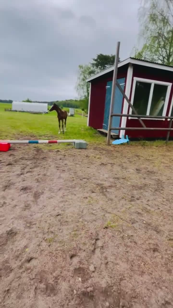 Hoppning hästar till salu: Golden cross sto e Favorit Ask   - Video 1