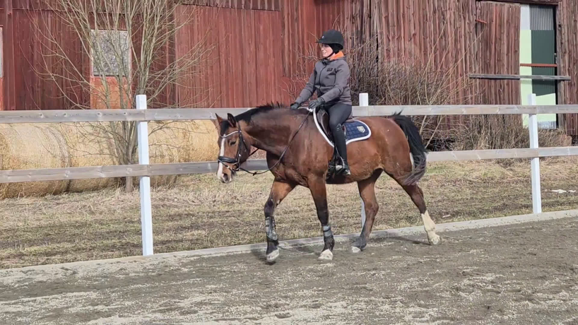 Dressyr hästar till salu: Välutbildad Dressyrhäst - Video 1