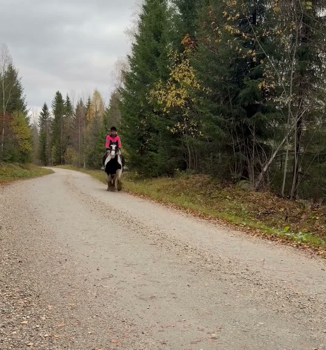 Allround hästar till salu: Genomsnäll 10 årig cobponny - Video 1