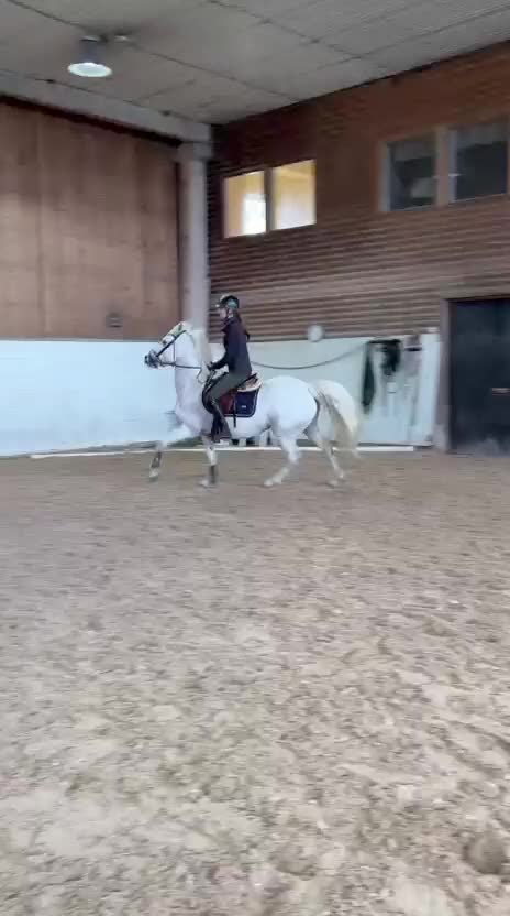 Hoppning hästar till salu: Het ponny med kapacitet - Video 1