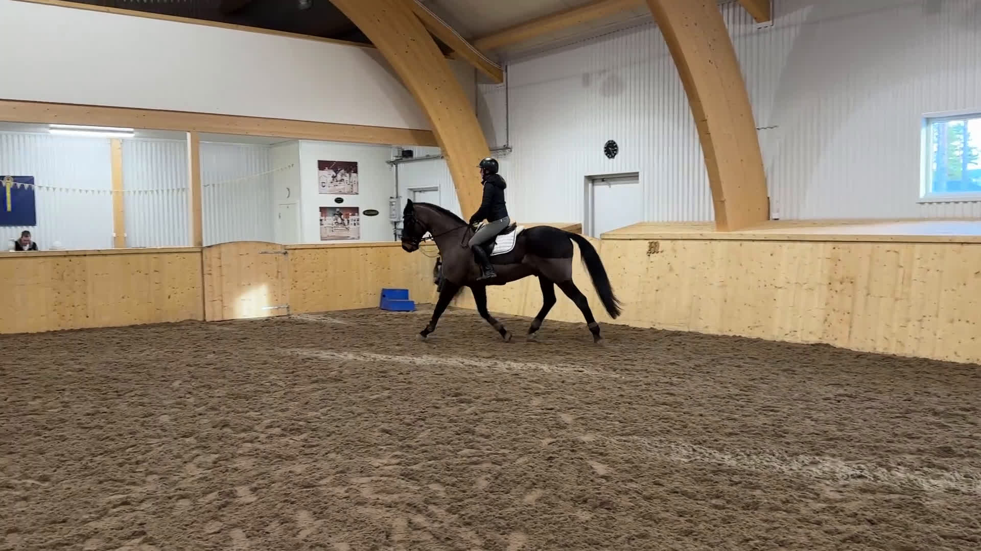 Allround hästar till salu: Snäll SWB valack söker nytt hem  - Video 2