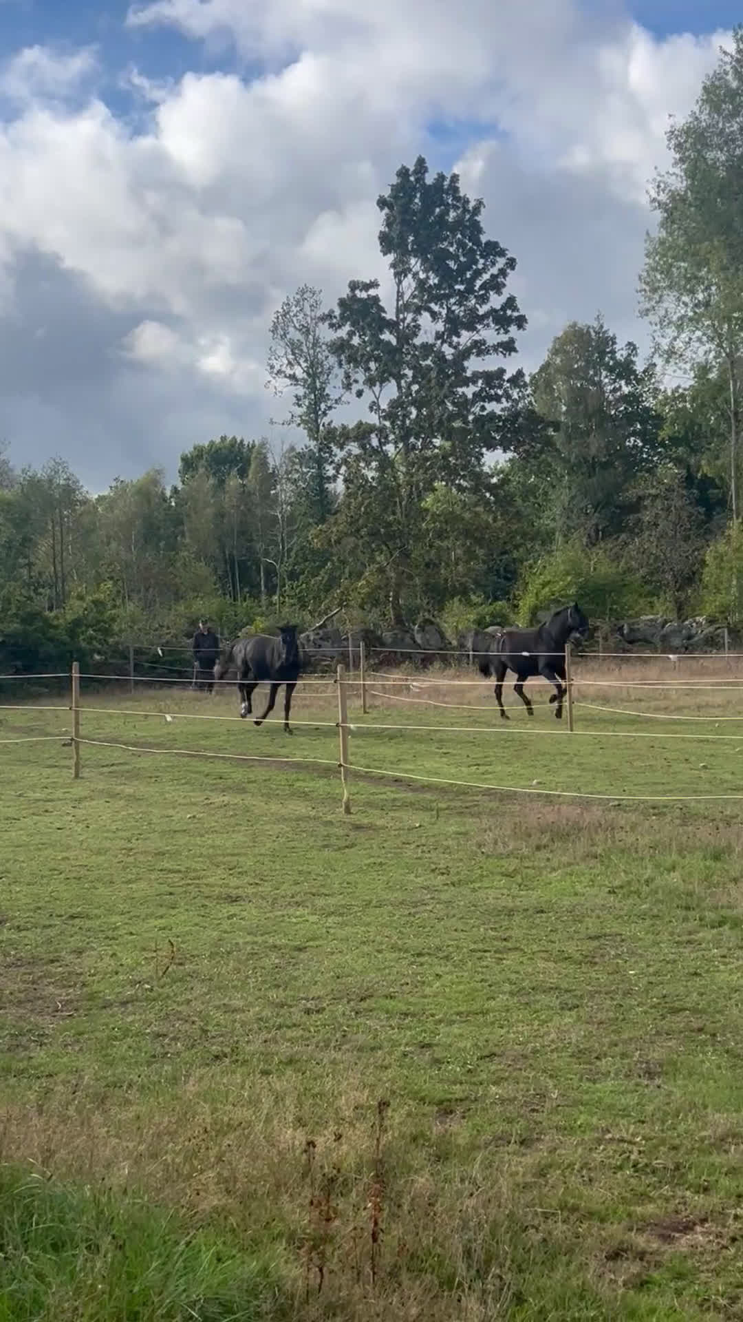 Dressyr hästar till salu: Snyggt, feminint sto e BH St Schufro  i Fågelmara - Video 5