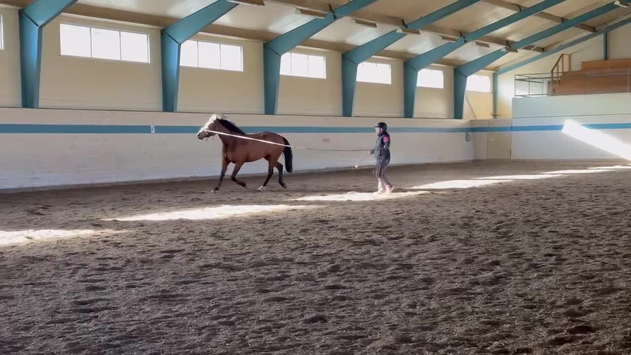 Allround hästar till salu: Sto som blir vad du gör henne till - Video 1