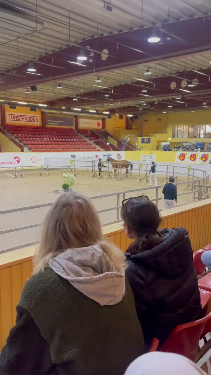 Hoppning hästar till salu: 3-årssto SWB • Hoppdiplom 9–9 • 4:a Rikssto 2026 - Video 1