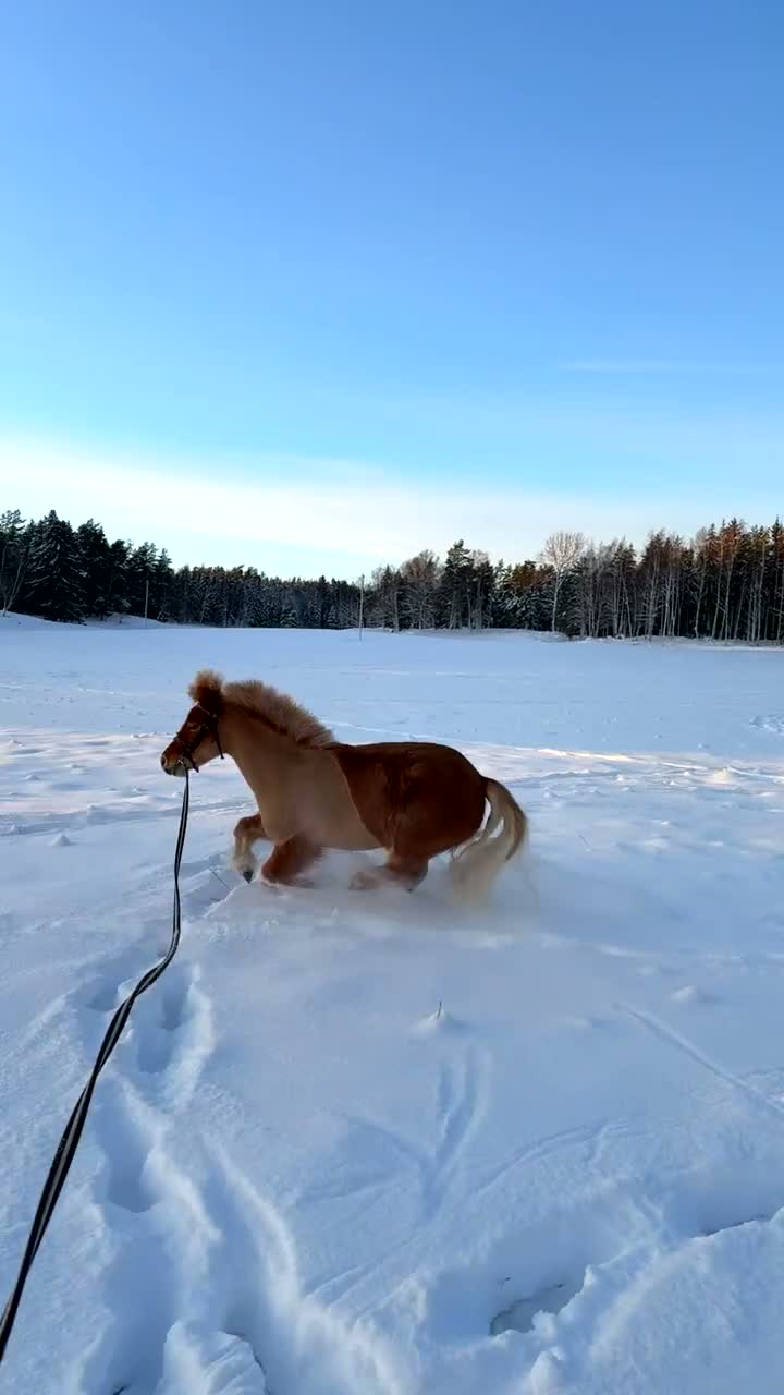 Allround hästar till salu: Fina charmiga Elliot 🧡 - Video 1