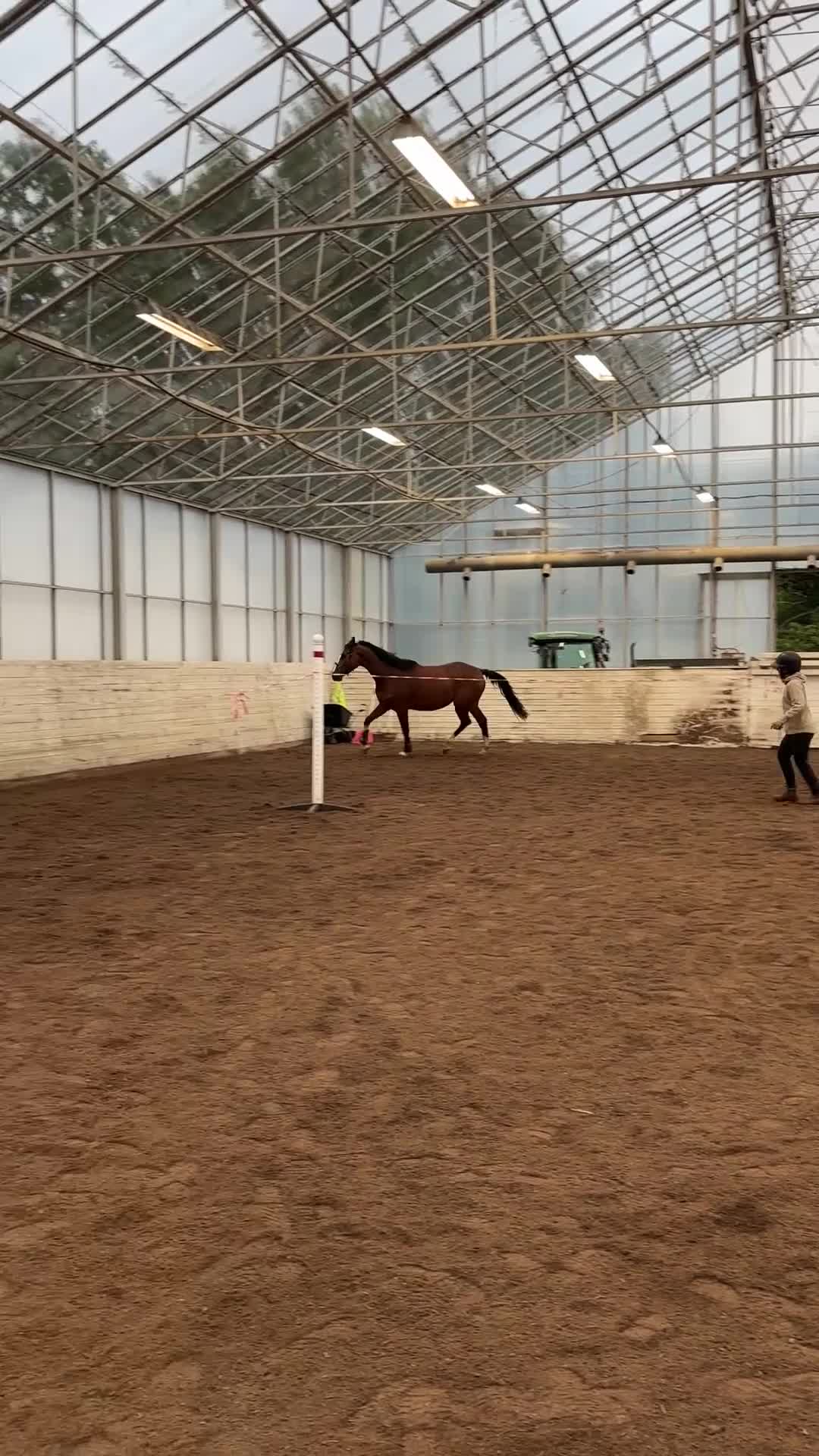 Hoppning hästar till salu: Jättefint 3-årigt sto till ett bra pris!  - Video 2
