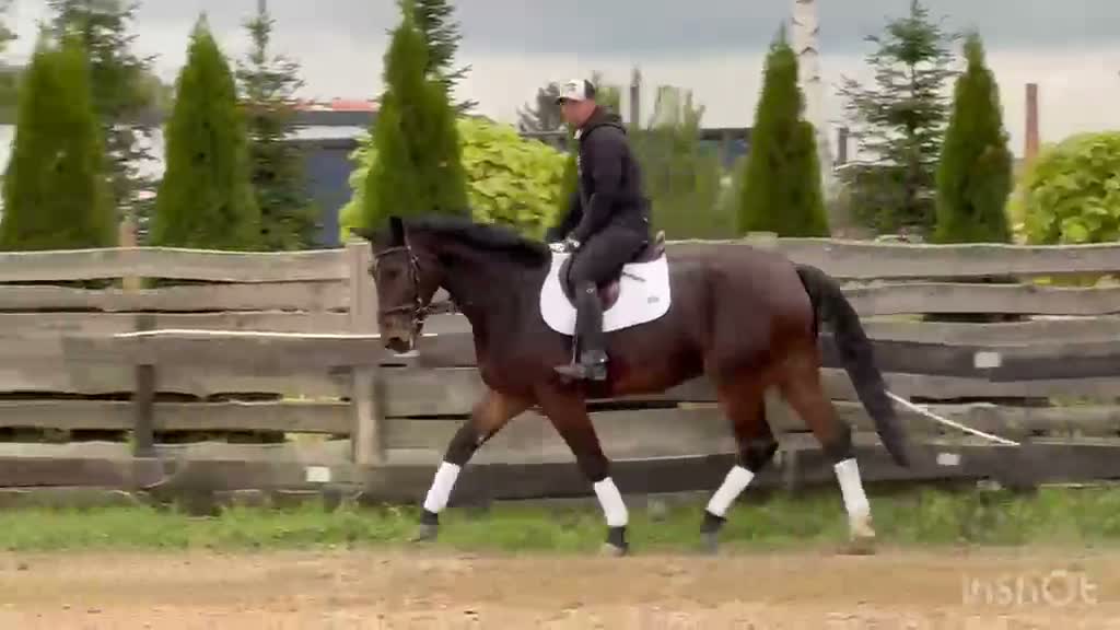 Allround hästar till salu: Hera-6-yo-Silesian Mare |168 cm| Calm&Easy to Ride - Video 1