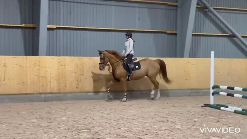 Hoppning hästar till salu: Snygg svenskfödd SWB-valack i Hedekas - Video 1