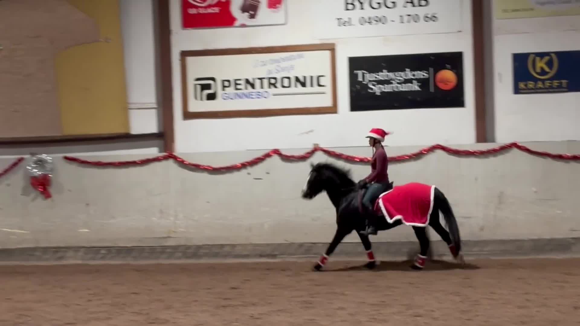 Dressyr hästar till salu: Snygg träningskompis! - Video 3