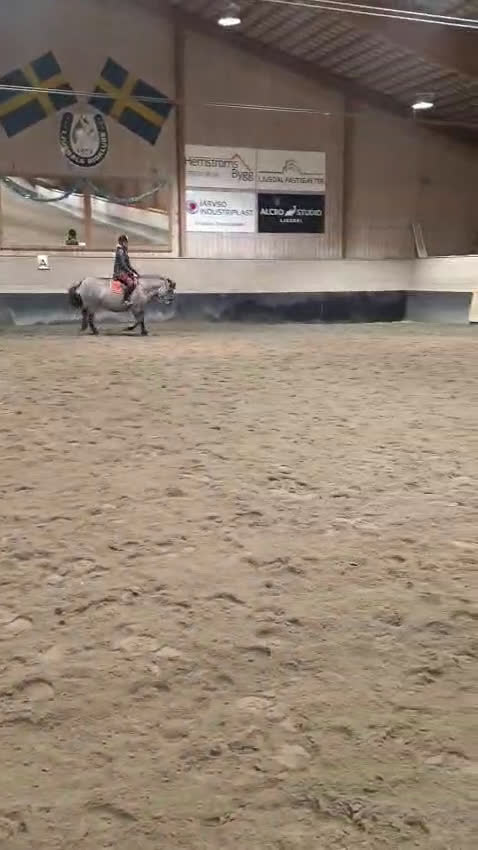 Hoppning hästar till salu: Charmig ponny för den tuffa ryttaren! - Video 2