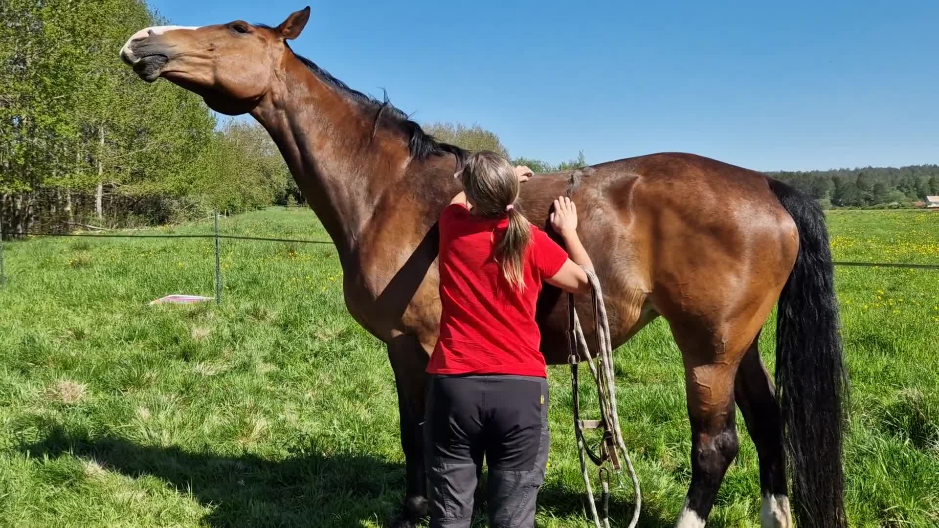 Sällskap hästar till salu: Fin sällskapshäst söker nytt hem ❤️ - Video 2