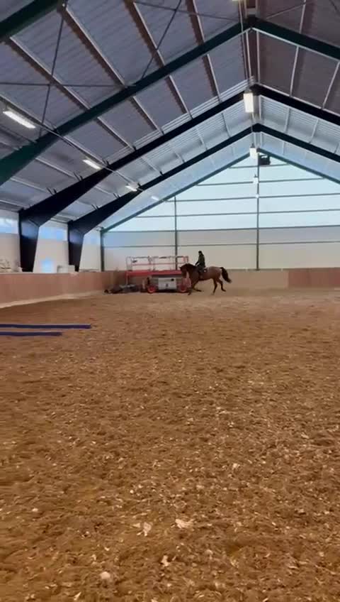 Dressyr hästar till salu: SWB 6 årig valack Hopp/Dressyr grundskolad - Video 3