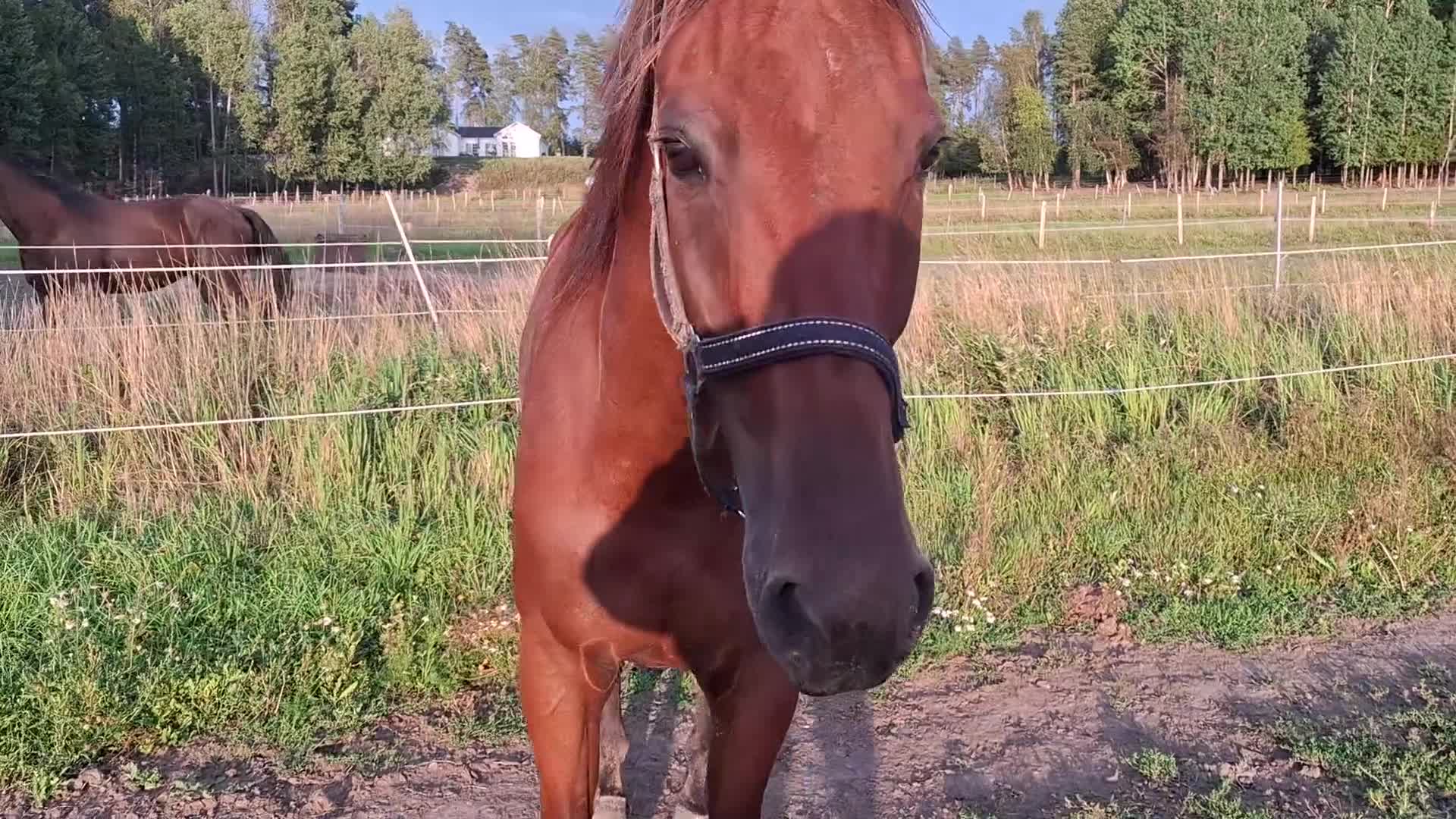 Trav hästar till salu: Snäll travare/rid - Video 3