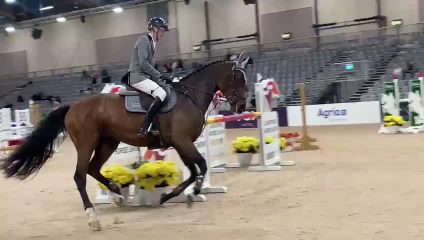 Hoppning hästar till salu: 9-årigt sto e. Heartbeat - Video 1