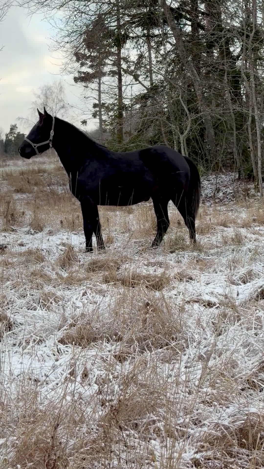 Fälttävlan hästar till salu: Flashig 2-åring samt föl -26 - Video 1
