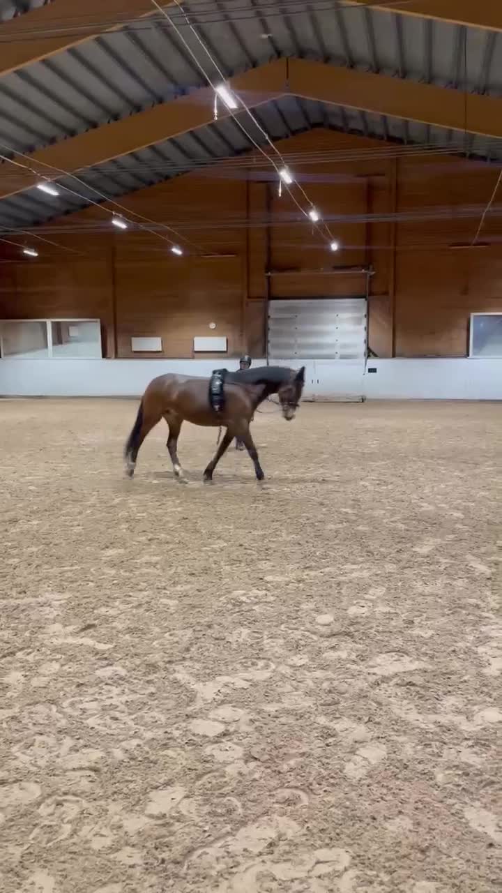 Hoppning hästar till salu: Sockersöt ponny - Video 3