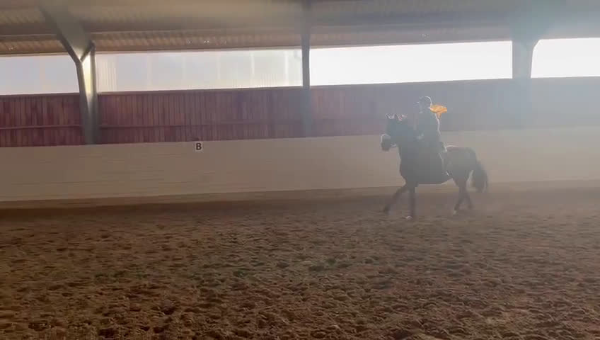 Hoppning hästar till salu: Fantastisk läromästare efter HipHop x Cortez🎖🤩 i Tollarp - Video 3