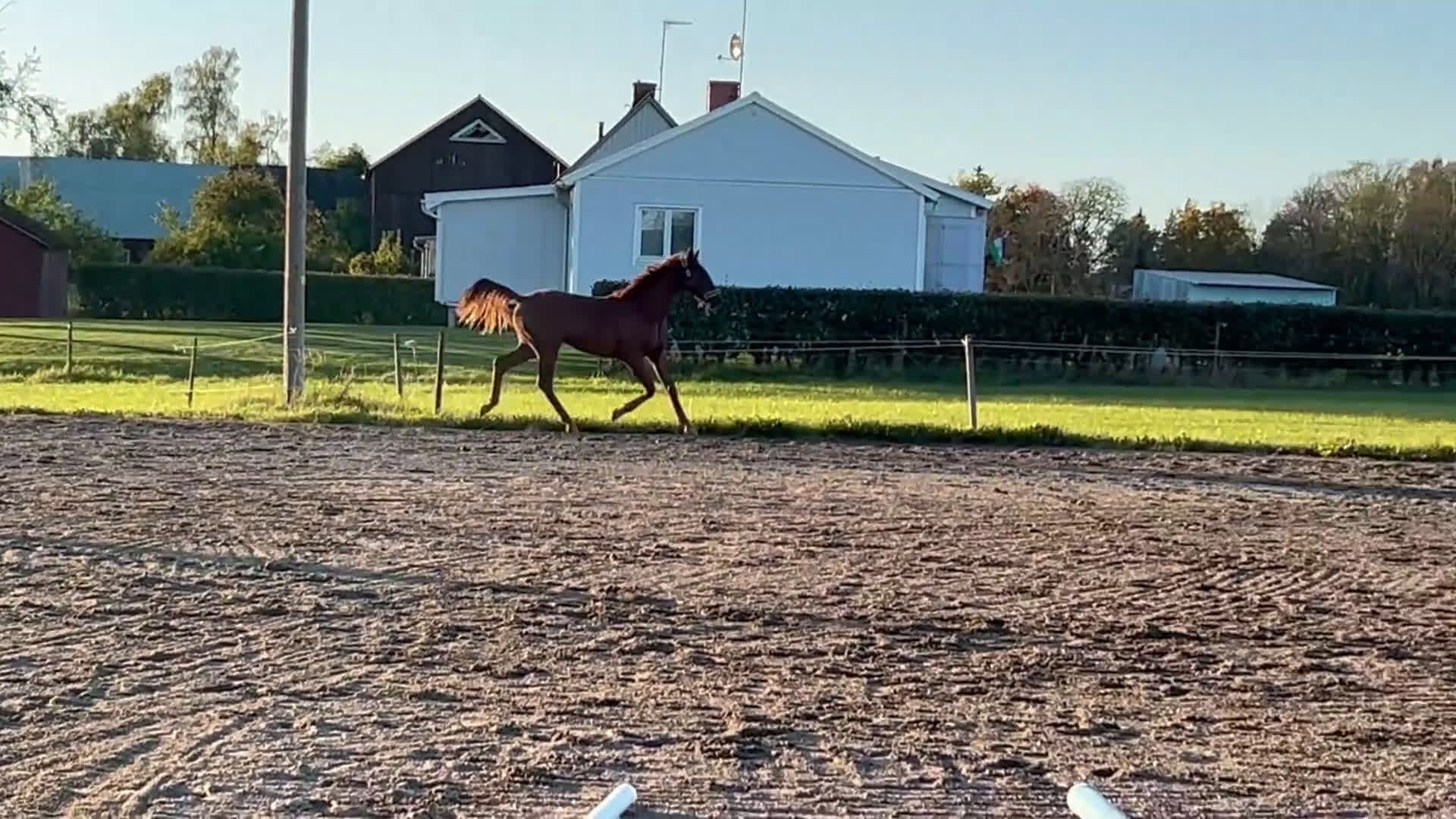 Dressyr hästar till salu: Fantastiskt framtidslöfte  i Kvänum - Video 1