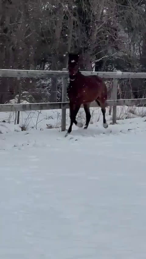 Dressyr hästar till salu: ✨Avlad för prestation✨ i Mariefred - Video 2