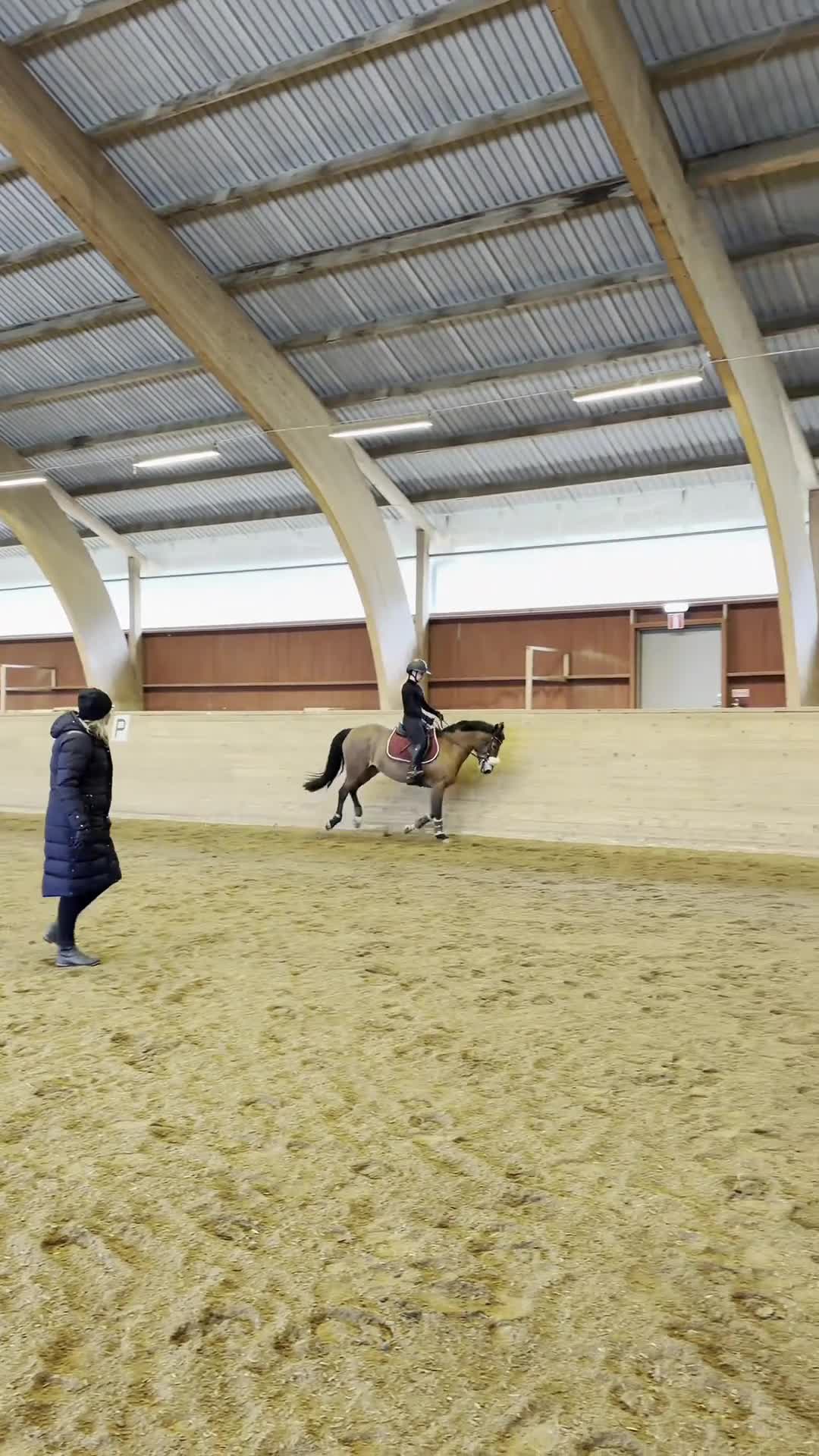 Hoppning hästar till salu: Snäll Allround ponny - Video 4