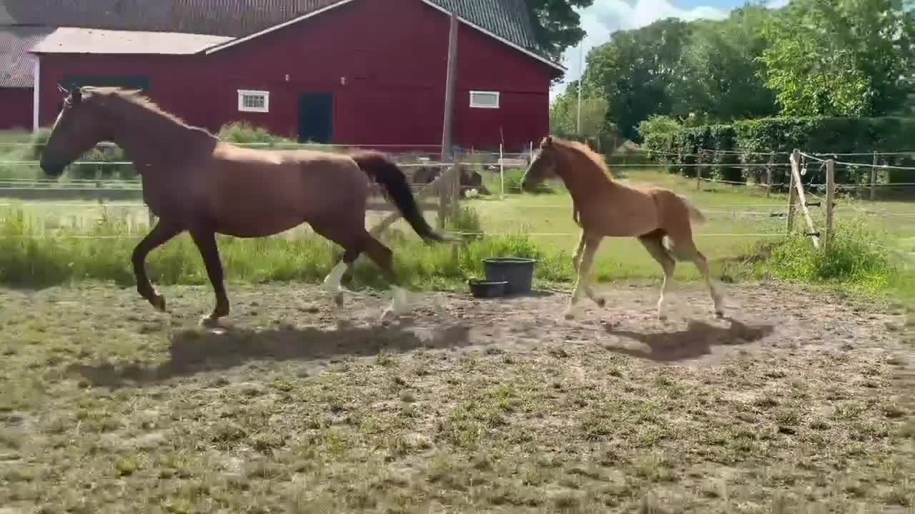 Dressyr hästar till salu: Ridbart selektionssto med föl e. Serious - Video 2