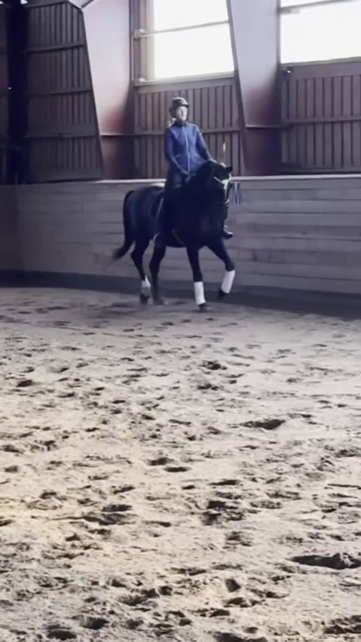  foderhäst finnes: Dressyrprojekt/Avel i Ransäter - Video 1