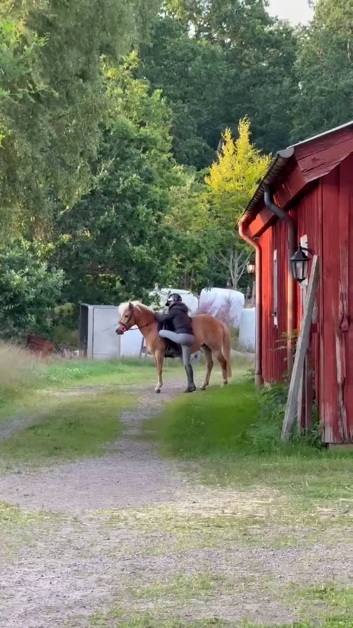 Allround hästar till salu: Sockersöt ponny med stor personlighet i Markaryd - Video 1