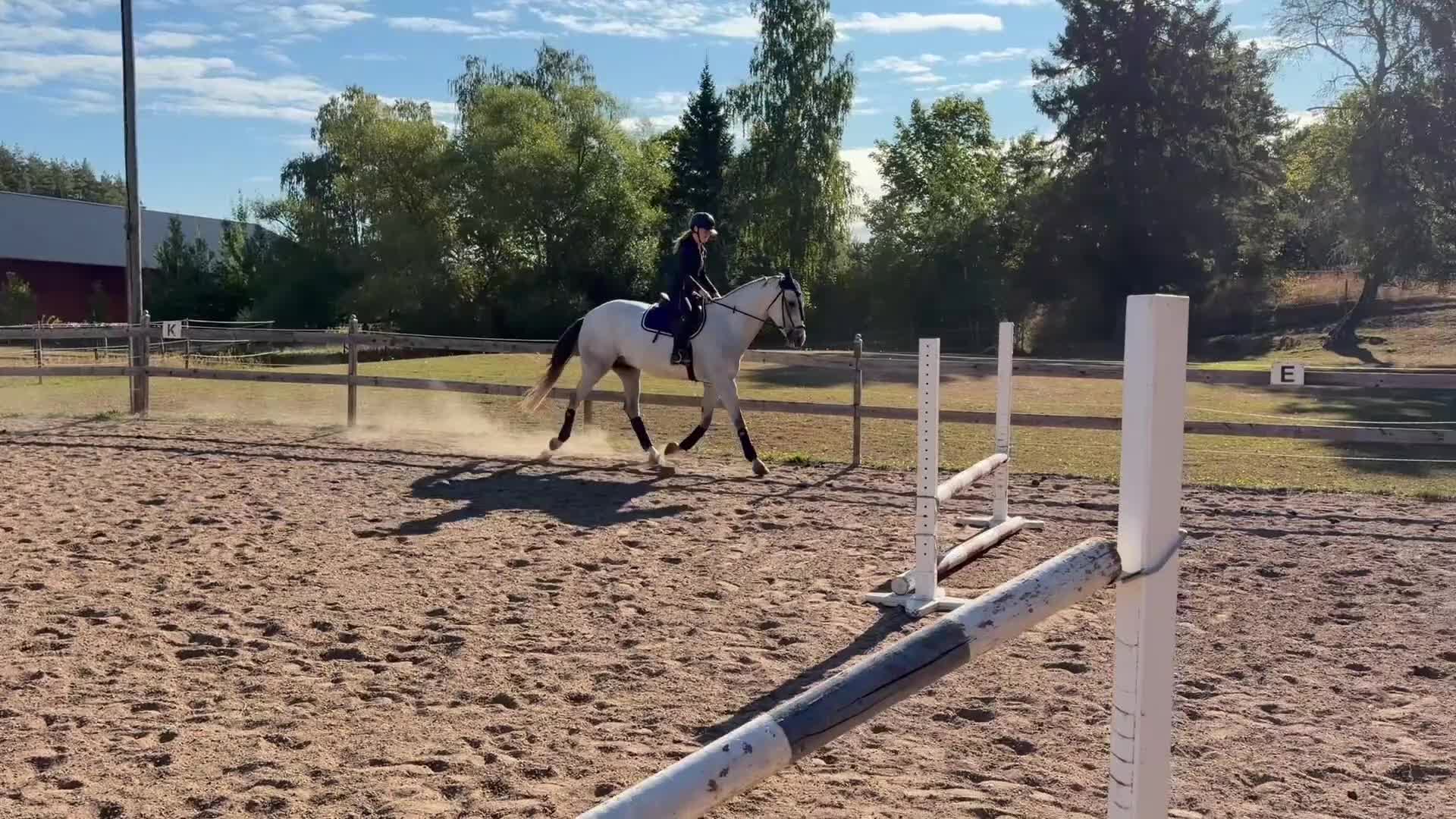 Allround hästar till salu: Lovande hopptalang med spännande framtid - Video 1