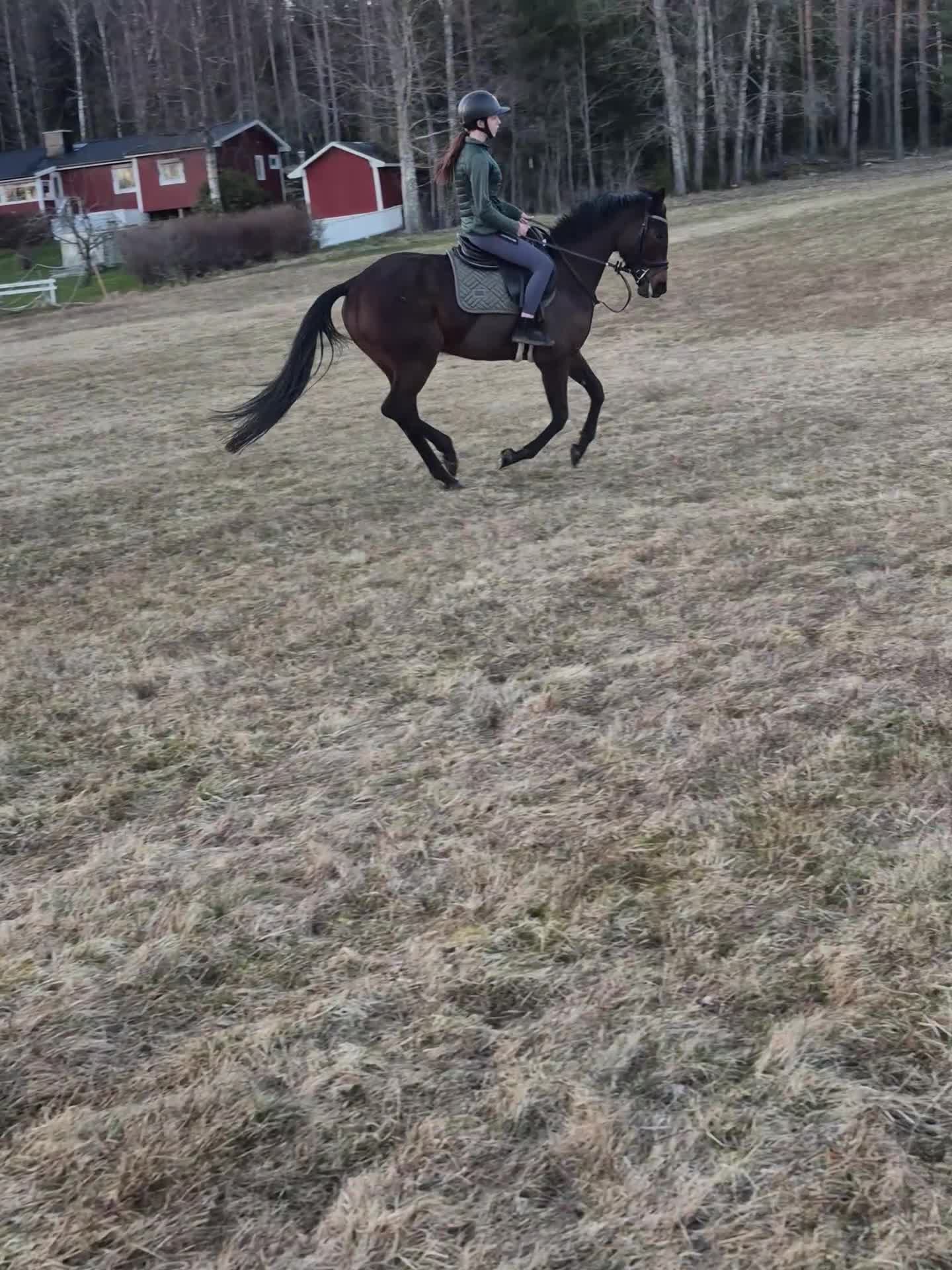 Allround hästar till salu: Allround sto. - Video 2