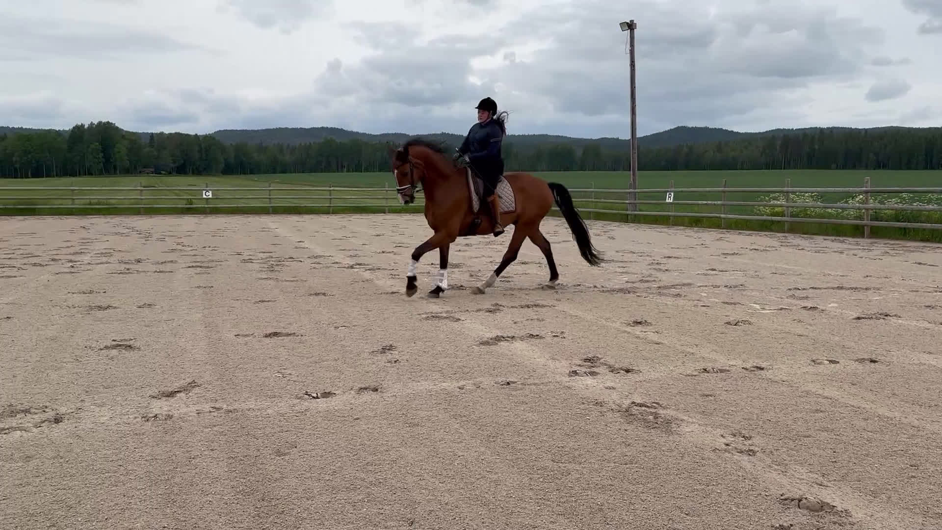 Dressyr hästar till salu: En fin charmör!  i Örebro - Video 1