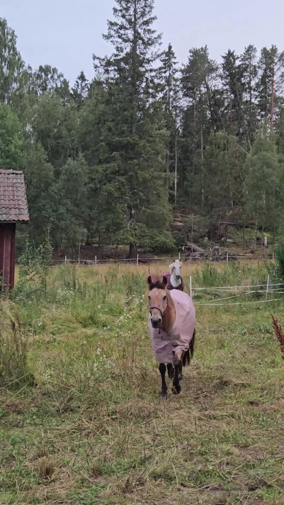 Allround hästar till salu: Fantastisk b-ponny - Video 2
