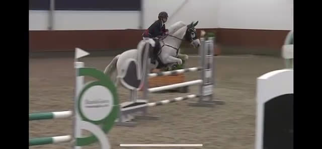 Hoppning hästar till salu: Springpony - Video 4