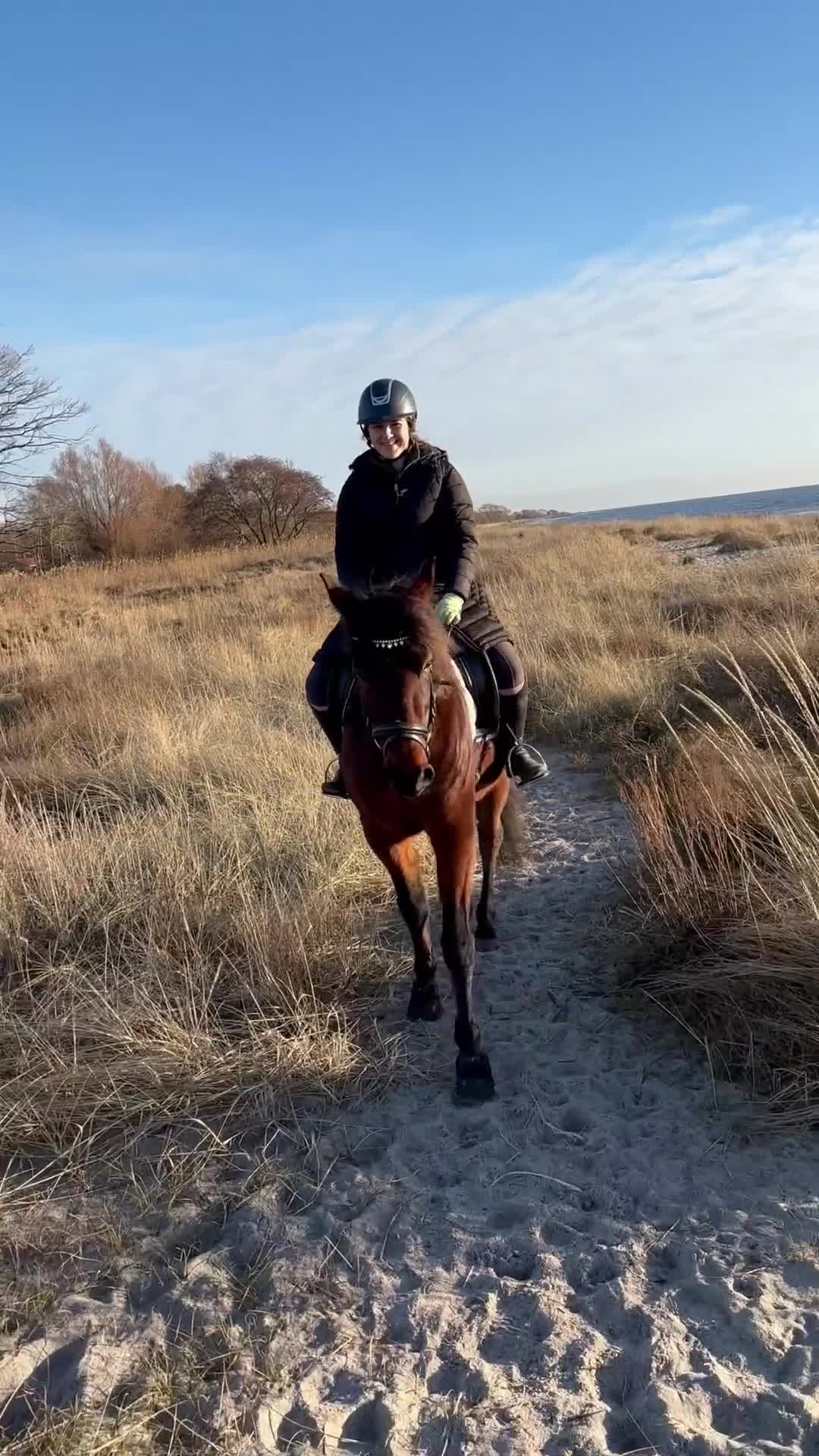Övrigt hästar till salu: Snäll ridtravare  - Video 1