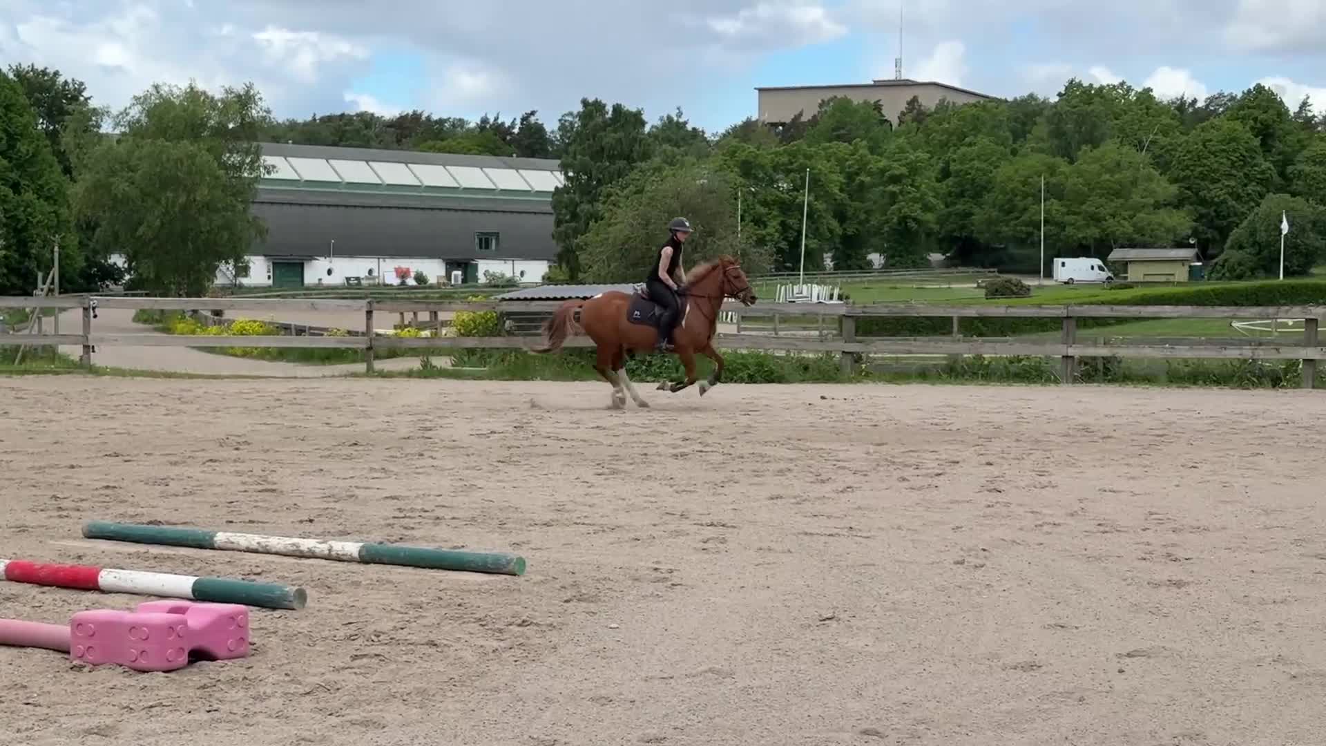 Allround hästar till salu: Söt trevlig ponny  - Video 4