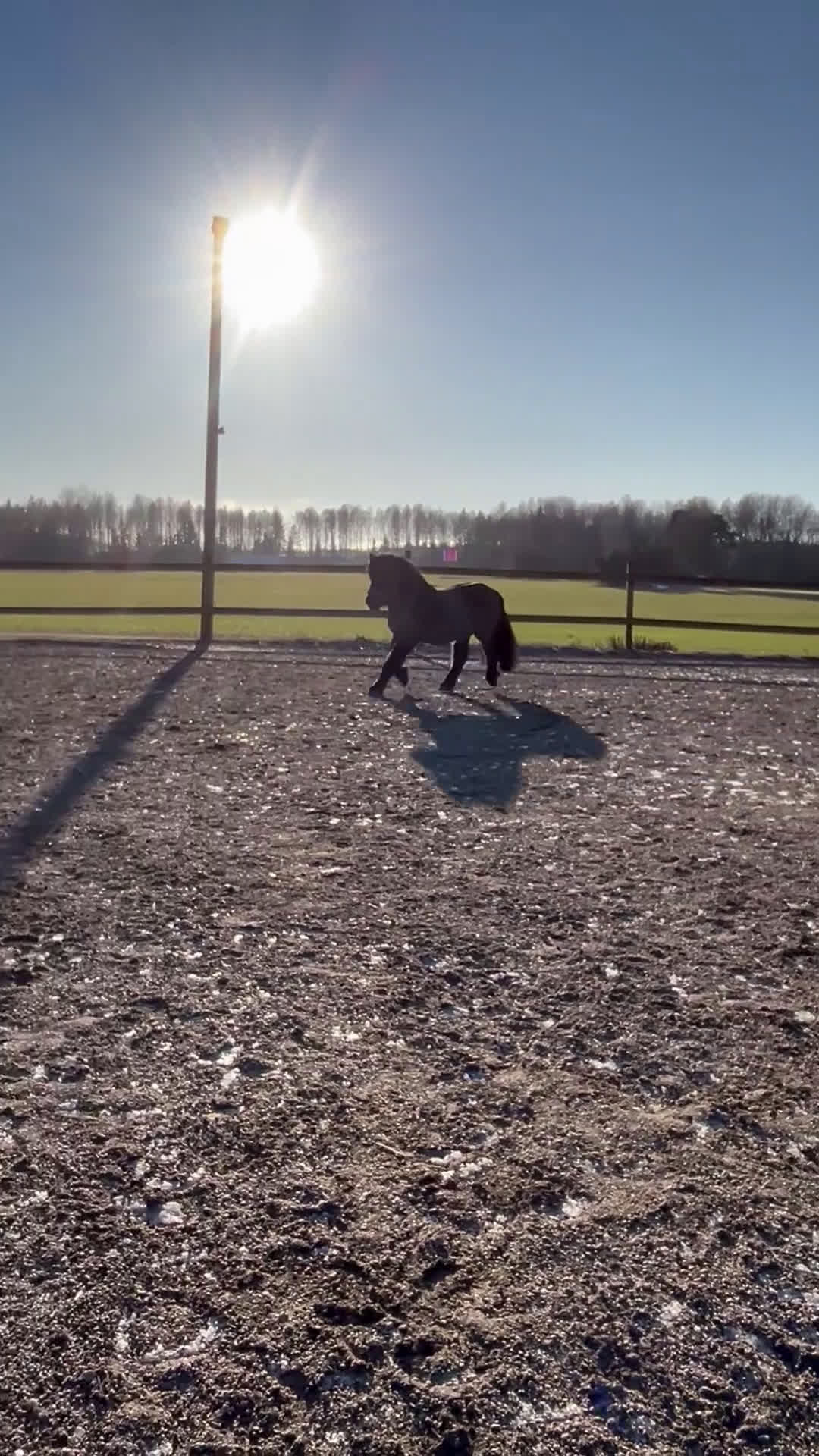 Allround hästar till salu: Fin shetlandsvalack - Video 5