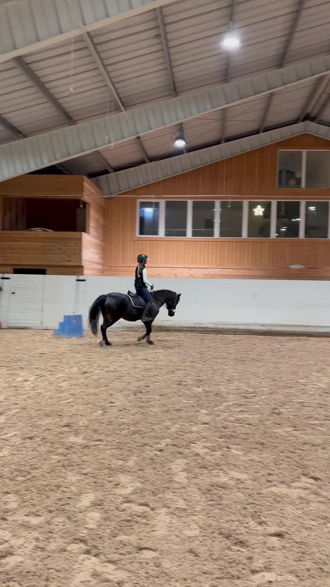 Allround hästar till salu: Läromästare - Video 3