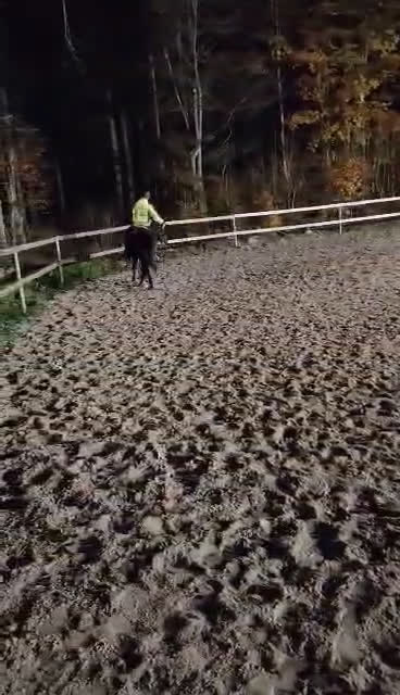 Hoppning hästar till salu: Talangfull ungponny med X-faktor i Emmaboda - Video 2