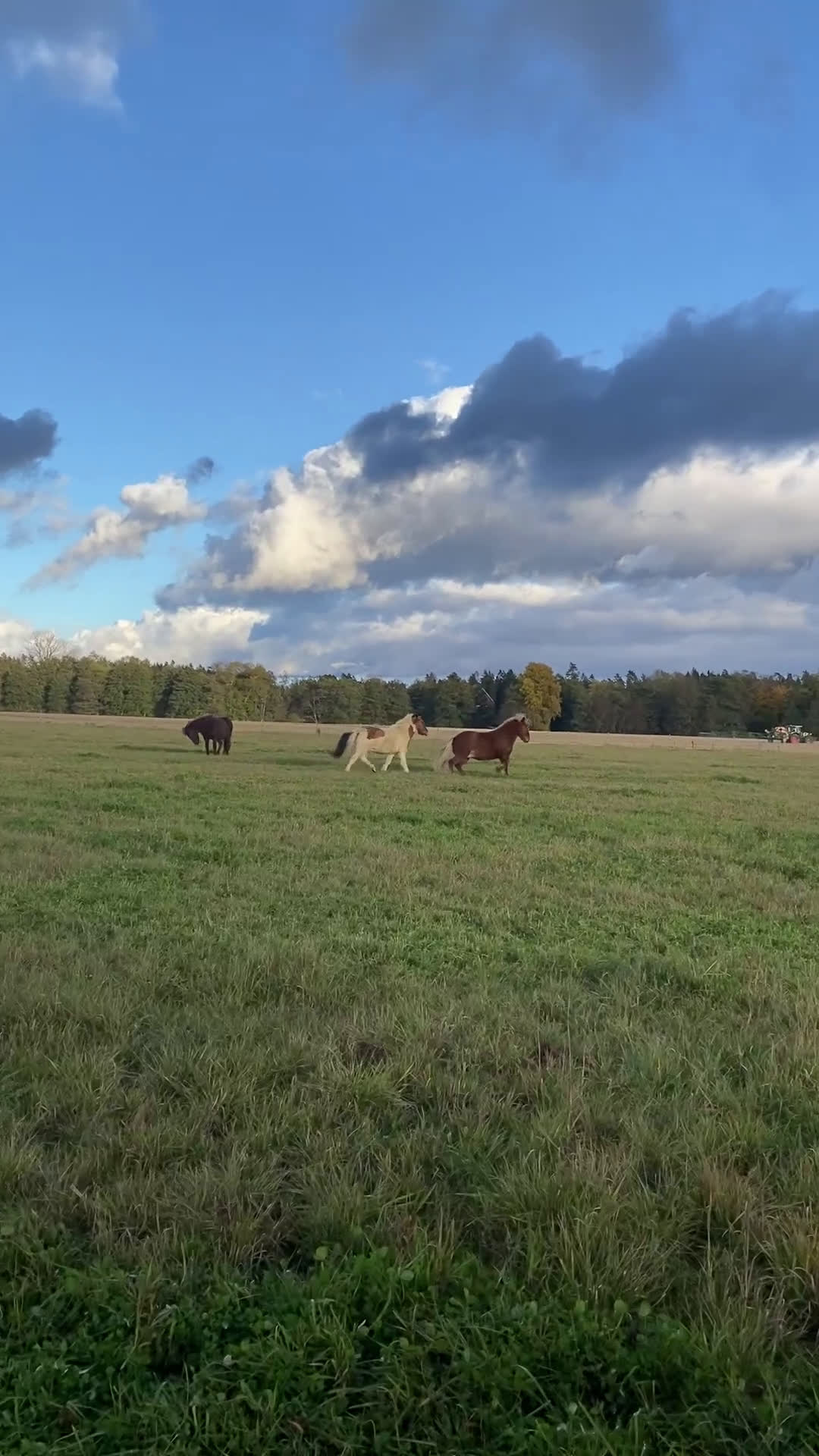 Island hästar till salu: 🌟 Flott ungsto med toppstam 🌟 i Tun - Video 1