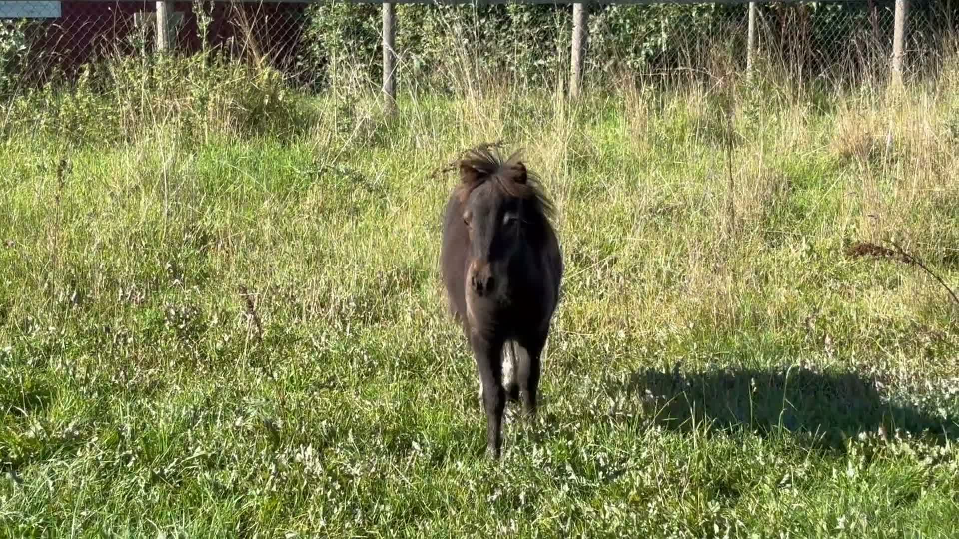Allround hästar till salu: Social och trevlig shetlandshingst! - Video 1