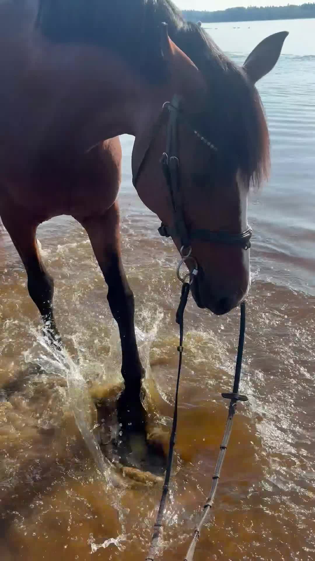Hoppning hästar till salu: Charmig tjej med hjärta av guld  - Video 4