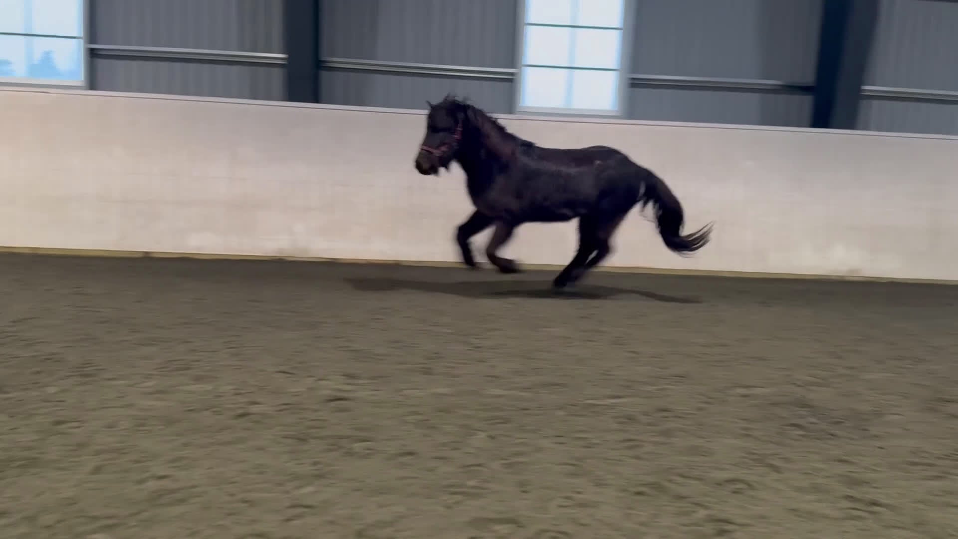 Island hästar till salu: Rolig häst för framtiden i Svenljunga - Video 1