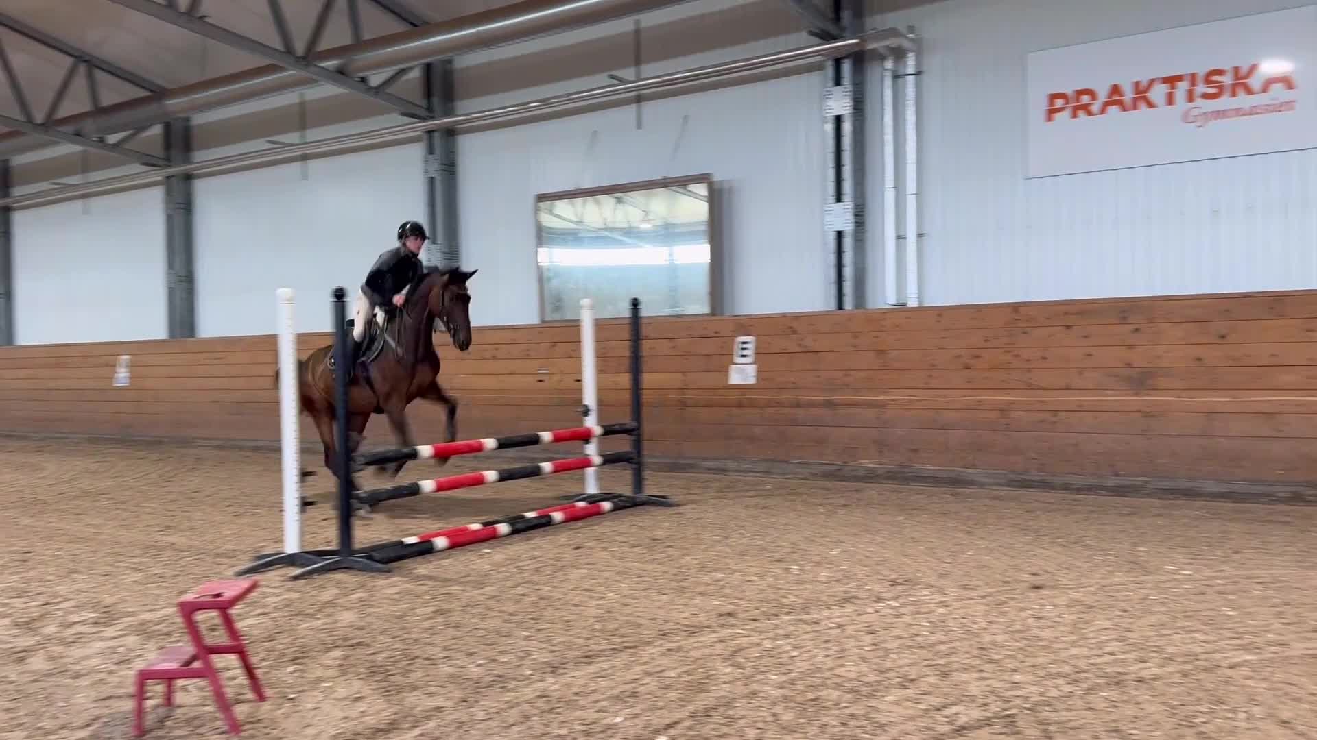 Hoppning hästar till salu: Trevligt sto - Video 2
