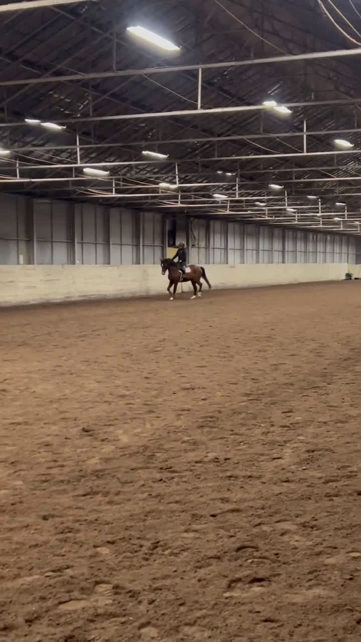 Hoppning hästar till salu: Fint sto till salu!  - Video 1