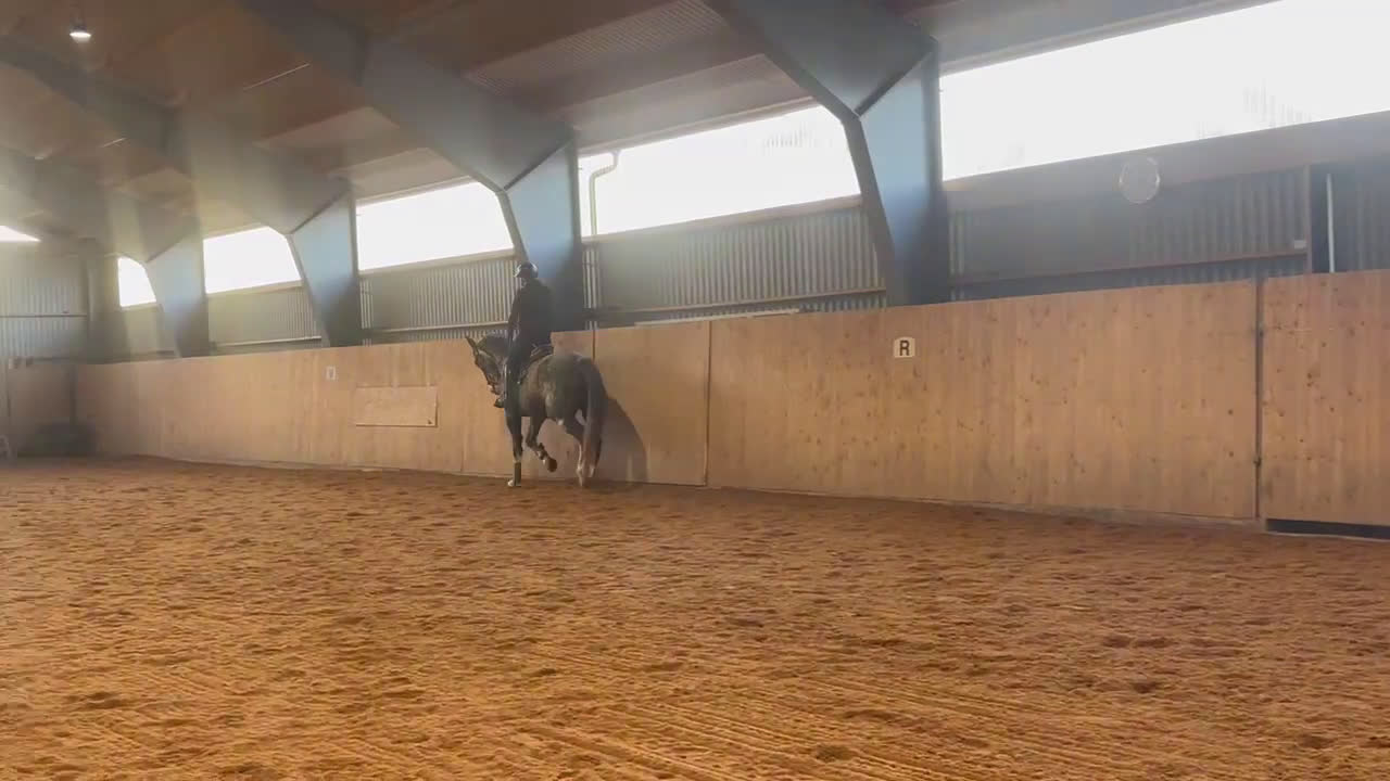 Hoppning hästar till salu: karismatisk unghäst med utvecklingspotential  - Video 3