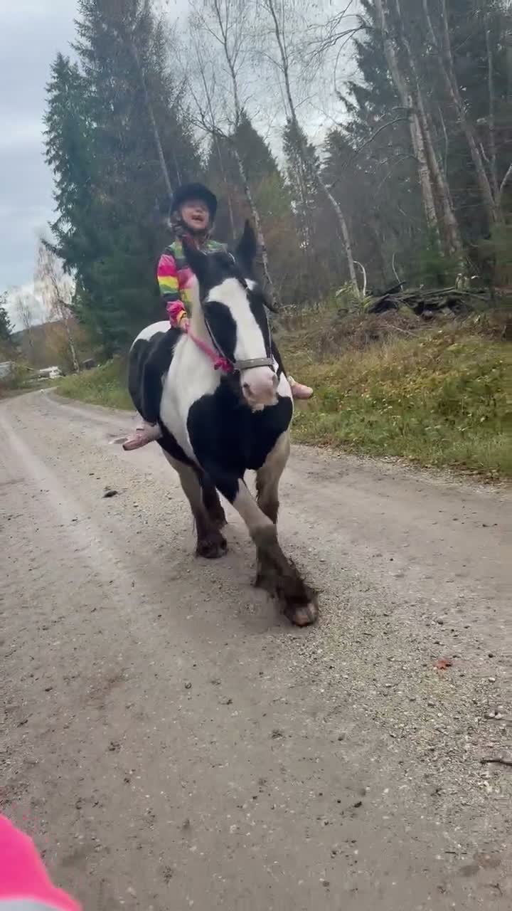 Allround hästar till salu: Genomsnäll 10 årig cobponny - Video 5