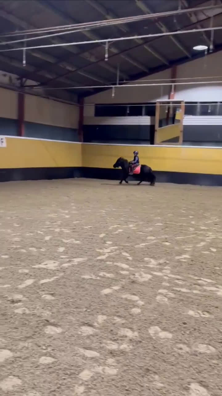 Allround hästar till salu: Rid och körbar Shetlandsvalack i Lund - Video 2